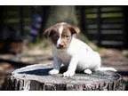Adopt Pickles a Pit Bull Terrier Terrier