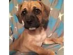 Adopt Ivan a Pekingese Pug