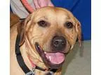Adopt Keeche a TanYellowFawn Black Mouth Cur  Labrador Retriever