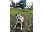 Adopt Betty White (the dog) a Jack Russell Terrier