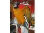Adopt Cass a Blue Macaw bird in Fort Worth TX (15232053)