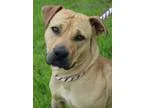 Adopt Kalynn a Shepherd