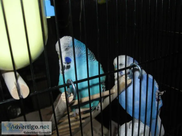 parakeet adoption