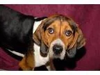 Adopt Duke a Black - with Brown Red Golden Orange or Chestnut Tr