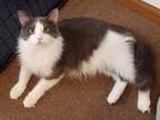 Adopt Murray a Gray or Blue (Mostly) Domestic Longhair (long coa
