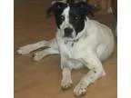 Adopt Victoria a Great Pyrenees Pointer