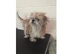 Adopt Crustoo a TanYellowFawn Shih Tzu  Mixed dog in Canton CT (