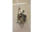 Adopt Leonard a Australian Cattle Dog (Blue Heeler)