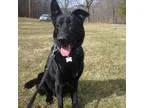Adopt Ziggy a German Shepherd Dog