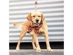 Adopt Weasley a TanYellowFawn - with White Retriever (Unknown Ty