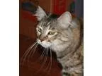 Adopt Bella &quotPurr Baby&quot a Domestic Medium Hair - brown