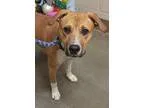 Adopt RYKER a Boxer  Labrador Retriever  Mixed dog in Wintersvil