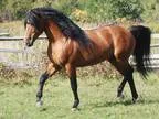 Canadian Stallion At Stud