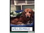 Adopt Mr. Willis (senior discount) a Dachshund