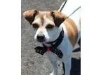 Adopt ZIVA a Jack Russell Terrier