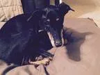 Adopt Mia a Black - with Tan Yellow or Fawn Doberman Pinscher  M