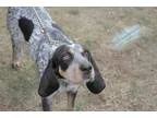 Adopt Agnes a Black - with White Bluetick Coonhound  Mixed dog i