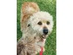 Adopt TUESDAY a White - with Red Golden Orange or Chestnut Wheat