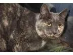 Adopt Lulu a Dilute Tortoiseshell