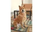 Adopt Sally - ADOPTION PENDING a Golden Retriever