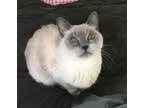 Adopt Elizabeth a Siamese  Mixed (short coat) cat in Akron OH (1