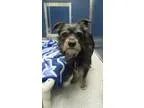 Adopt Sammy a Terrier Schnauzer