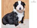 Boyd Ranch Aussies Has Pups
