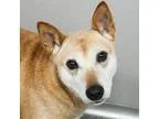 Adopt Girly Girl a Australian Cattle Dog (Blue Heeler) Shiba Inu