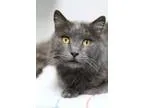 Adopt Shaunessey a Russian Blue