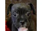 Adopt Mr. Ages a Jack Russell Terrier Terrier