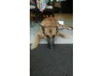 Adopt Tuscany a German Shepherd Dog
