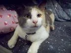 Adopt Jessie Mae a Dilute Calico