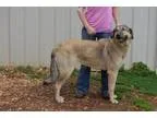 Adopt Lori a German Shepherd Dog