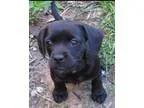Adopt Daisy May &quotaka Sister&quot a RedGoldenOrangeCh estnut 