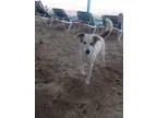 Adopt Rusty a White - with Red Golden Orange or Chestnut Labrado