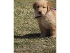 Idhwn male and female Golden Retrievers pups