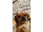 Snickers Male Aussie Mountain Cur Mix
