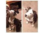 Adopt Auggie a Pit Bull Terrier