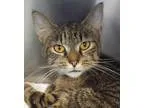 Adopt ARIEL a Domestic Shorthair  Mixed cat in Wintersville OH (