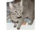 Adopt Mooches a Domestic Shorthair  Mixed (short coat) cat in Sh