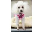 Adopt Janis a Miniature Poodle  Mixed dog in San Francisco CA (1