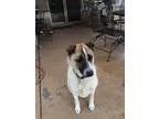Adopt NALA a Siberian Husky Labrador Retriever
