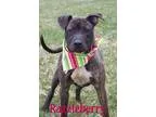 Adopt Samantha a TanYellowFawn - with Black Sheltie Shetland She