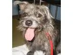 Adopt Champ a Cairn Terrier Wire Fox Terrier
