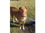 Adopt Gracee a Golden Retriever  Shar Pei  Mixed dog in Indianap