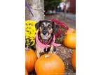 Adopt Melody a Black - with Tan Yellow or Fawn Beagle  Shepherd 