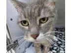 Adopt Shnookums a Gray or Blue (Mostly) Domestic Shorthair  Mixe