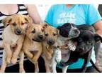 Adopt Peter Pan Puppies - Males a Australian Cattle Dog (Blue He