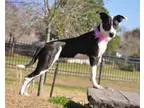 Adopt Meadow a Border Collie  Mixed dog in Santa Fe TX (14786418