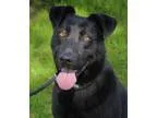 Adopt George a Labrador Retriever